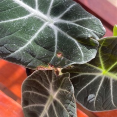 アグラオネマピグタム・ブラックベルベットセット♪の画像