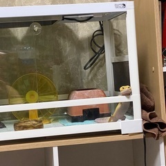 爬虫類飼育ケースの画像