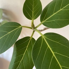 観葉植物　本物　無料 ベンガレンシスの画像