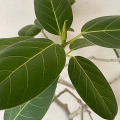 観葉植物　本物　無料 ベンガレンシスの画像