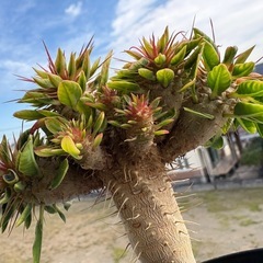 ユーフォルビア　ギラウミニアナの画像