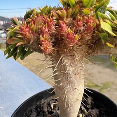 ユーフォルビア　ギラウミニアナの画像