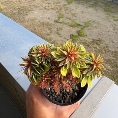 ユーフォルビア　ギラウミニアナの画像