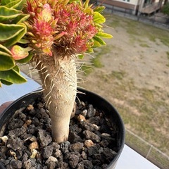 ユーフォルビア　ギラウミニアナの画像