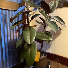 ゴムの木綺麗な赤色の画像