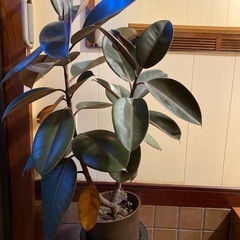 ゴムの木綺麗な赤色の画像