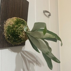 ビカクシダ　ベイチーの画像