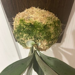 ビカクシダ　ベイチーの画像