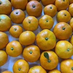 みかん　新鮮安全　約5K  無農薬無消毒(5)の画像