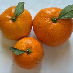 みかん　新鮮安全　約5K  無農薬無消毒(5)の画像