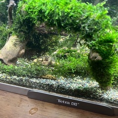 変形流木にウィローモスを巻き付けの画像