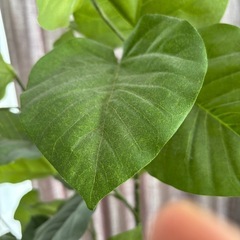 フェイクグリーン　観葉植物の画像