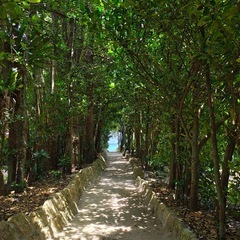 お洒落なジェラート屋さんオープニングスタッフ募集★備瀬のフクギ並木※社割有、交通費支給の画像