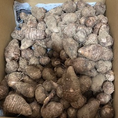 無農薬　里芋　500グラム300円の画像