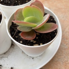 デザートローズ(子株)の画像