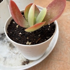 デザートローズ(子株)の画像