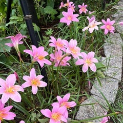 ゼフィランサス（ピンク）の画像