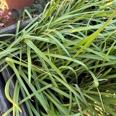 ゼフィランサス（ピンク）の画像