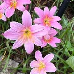 ゼフィランサス（ピンク）の画像