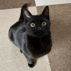 【内容更新】4ヶ月くらいの真っ黒の女の子︎︎ 🐈‍⬛🌙