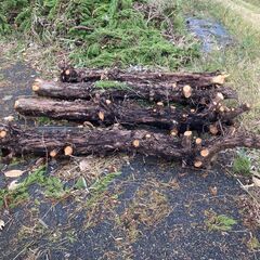 引き取り限定　燃料用木材（かいずかいぶき）の画像