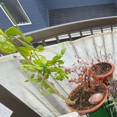 ガーデニング鉢・スタンド※植物一部込みの画像