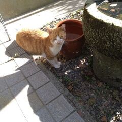 室内飼い出来る方を希望します。