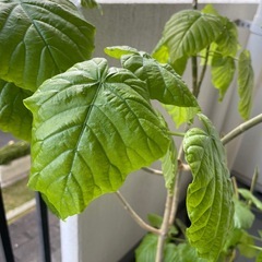 観葉植物　有料　ウンベラーダ　
大きいほうの画像