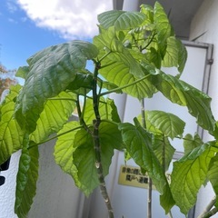 観葉植物　有料　ウンベラーダ　
大きいほうの画像