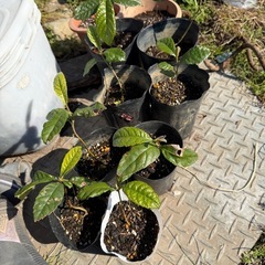 びわの苗の画像