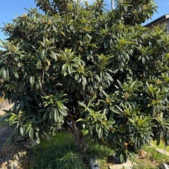 びわの苗の画像