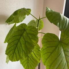 観葉植物　有料　ウンベラーダ 中型　の画像