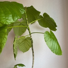 観葉植物　有料　ウンベラーダ 中型　の画像