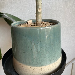 観葉植物　有料　ウンベラーダ 中型　の画像