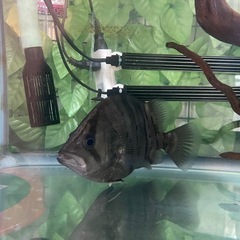 ダトニオプラスワン　±25cmの画像