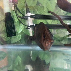 ダトニオプラスワン　±25cmの画像