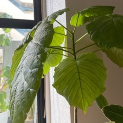 観葉植物　ウンベラーダ　小型の画像