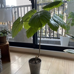 観葉植物　ウンベラーダ　小型の画像