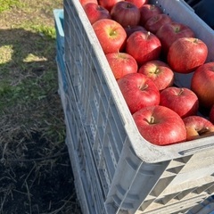 りんご　期間限定で23日まで値下げ交渉可能　早くに連絡くださった方から大幅値下げの画像