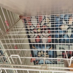 蓋付きトイレ付き3段キャットケージの画像