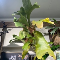 ビカクシダ　ヒリー　コウモリランの画像