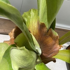 ビカクシダ　ヒリー　コウモリランの画像