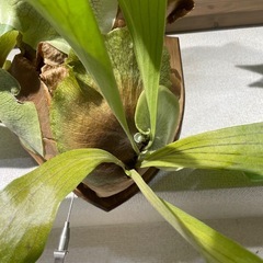 ビカクシダ　ヒリー　コウモリランの画像