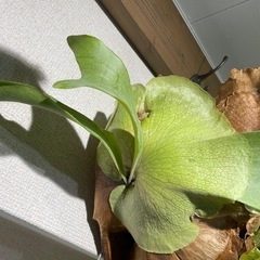 ビカクシダ　ヒリー　コウモリランの画像