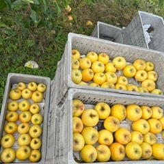 りんご　期間限定23日までお値下げ交渉可能の画像