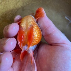 国産金魚　更紗蝶尾の画像