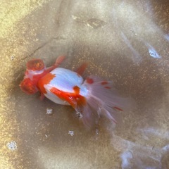 国産金魚　更紗蝶尾の画像