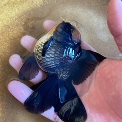 ローズテールオランダの画像