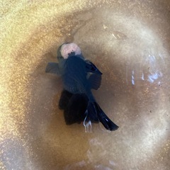 ローズテールオランダの画像