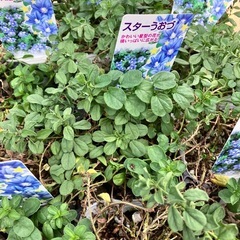 花苗　コンボルブルス１２ポットセット　グランドカバーの画像